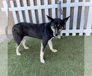 Siberian Husky-Unknown Mix Dogs for adoption in Modesto, CA, USA