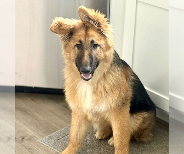 Medium Photo #1 German Shepherd Dog-Unknown Mix Puppy For Sale in San Juan Capistrano, CA, USA