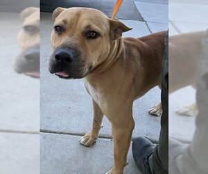 Mutt Dogs for adoption in Bakersfield, CA, USA