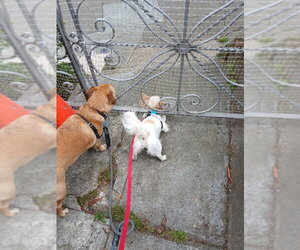 Sugar - Female Chion Dog for Adoption - Photo #16