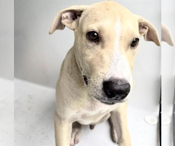 Medium Photo #2 Black Mouth Cur-Unknown Mix Puppy For Sale in Houston, TX, USA