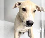 Small #1 Black Mouth Cur Mix