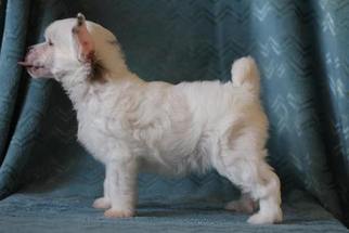 Chinese Crested Puppy for sale in AGAWAM, MA, USA