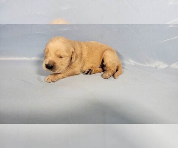 Medium Photo #9 Golden Retriever Puppy For Sale in FALCON, CO, USA