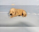 Small #8 Golden Retriever