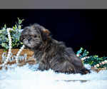 Small #4 Shih Tzu