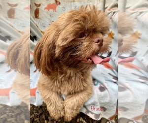 Shih Tzu Puppy for sale in PIEDMONT, OH, USA