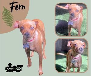Miniature Pinscher Dogs for adoption in Lindsay, CA, USA