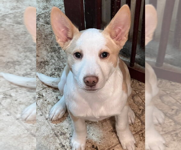 Medium Photo #14 Basenji-Labrador Retriever Mix Puppy For Sale in Brewster, NY, USA