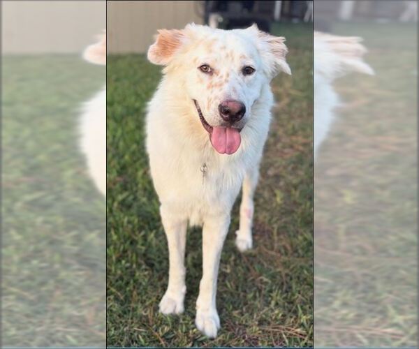 Medium Photo #2 Great Pyrenees-Unknown Mix Puppy For Sale in Houston, TX, USA