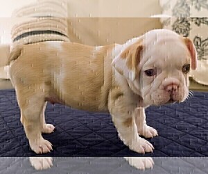 Medium French Bulldog