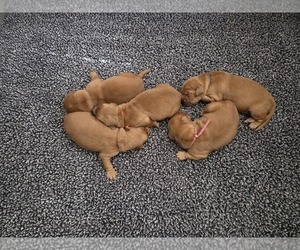 Golden Retriever Puppy for Sale in GOODYEAR, Arizona USA