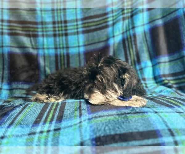Medium Photo #2 Schnauzer (Miniature) Puppy For Sale in LAKELAND, FL, USA