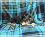 Small #1 Schnauzer (Miniature)