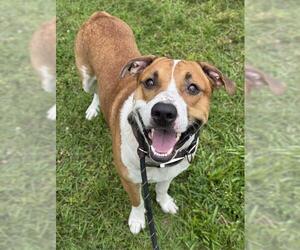 American Staffordshire Terrier Dogs for adoption in Fort Lauderdale, FL, USA