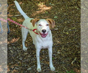 Toby - Male Mutt Dog for Adoption - Photo #20