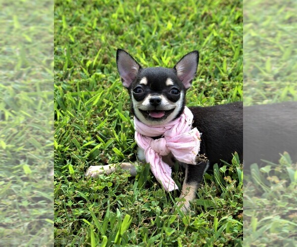 Medium Photo #1 Chihuahua Puppy For Sale in GLOUCESTER, VA, USA