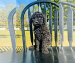 Small Photo #4 Poodle (Standard) Puppy For Sale in OCALA, FL, USA