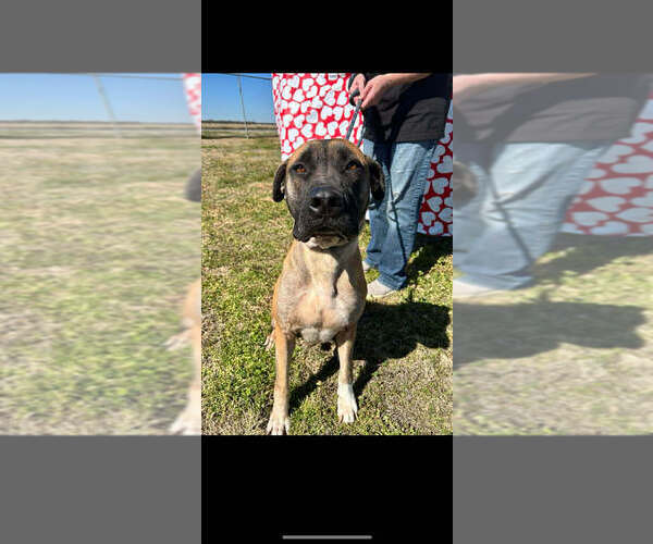 Medium Photo #1 Mutt Puppy For Sale in Abbeville, LA, USA