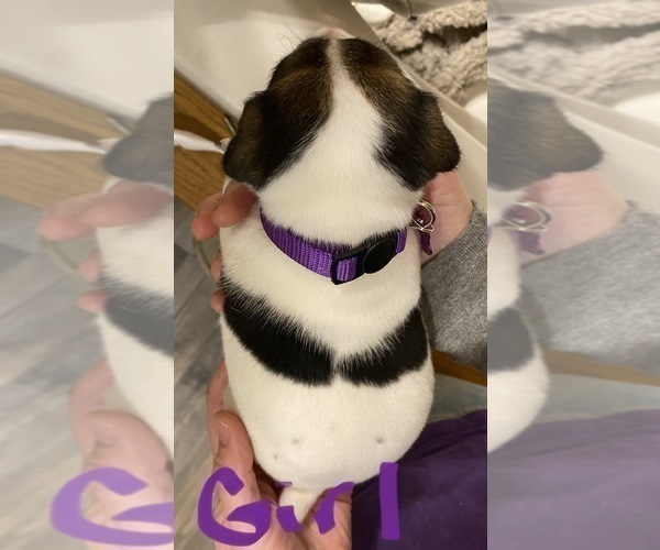 Medium Photo #2 Jack Russell Terrier Puppy For Sale in FREEMAN, MO, USA