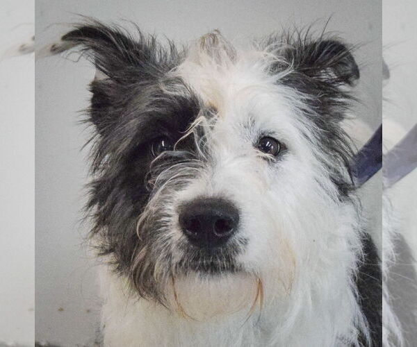 Medium Photo #5 Mutt Puppy For Sale in Huntley, IL, USA