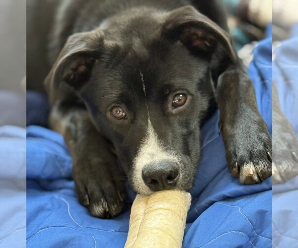 Medium Photo #21 Mutt Puppy For Sale in Oak Bluffs, MA, USA