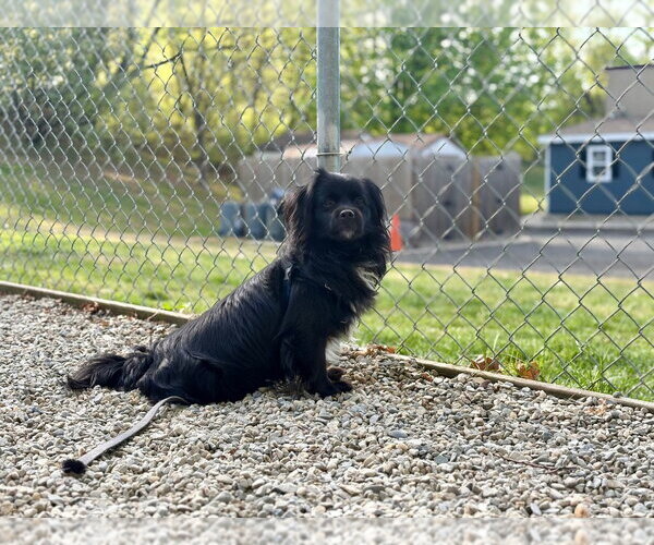 Medium Photo #3 Cavalier King Charles Spaniel-Tibetan Spaniel Mix Puppy For Sale in Sayreville, NJ, NJ, USA