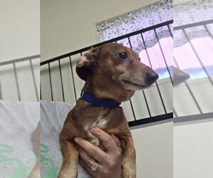 Dachshund Dogs for adoption in Osgood, IN, USA