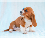 Small #2 Basset Hound