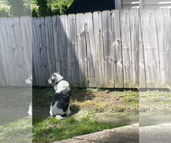 Medium Photo #2 Australian Shepherd-Unknown Mix Puppy For Sale in Hinton, WV, USA