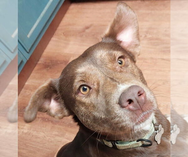 Medium Photo #4 Mountain Cur-Unknown Mix Puppy For Sale in Boston, MA, USA