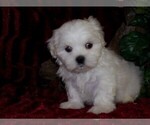 Small Photo #3 Mal-Shi-Malchi Mix Puppy For Sale in HARTFORD, AR, USA