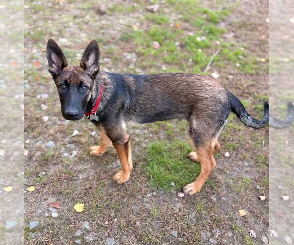 Medium Photo #2 German Shepherd Dog-Unknown Mix Puppy For Sale in Canton, CT, USA