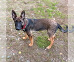 Small Photo #2 German Shepherd Dog-Unknown Mix Puppy For Sale in Canton, CT, USA