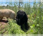 Small Photo #15 Golden Labrador Puppy For Sale in PEYTON, CO, USA