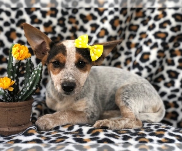 Medium Photo #9 Australian Cattle Dog-Jack Russell Terrier Mix Puppy For Sale in LAKELAND, FL, USA