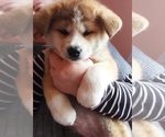 Small Photo #5 Akita Puppy For Sale in Chisinau, Chisinau Municipality, Moldova