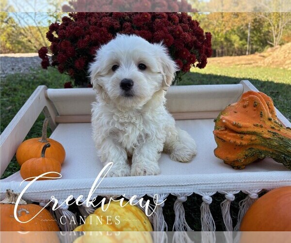 Medium Photo #10 Havachon Puppy For Sale in NIANGUA, MO, USA