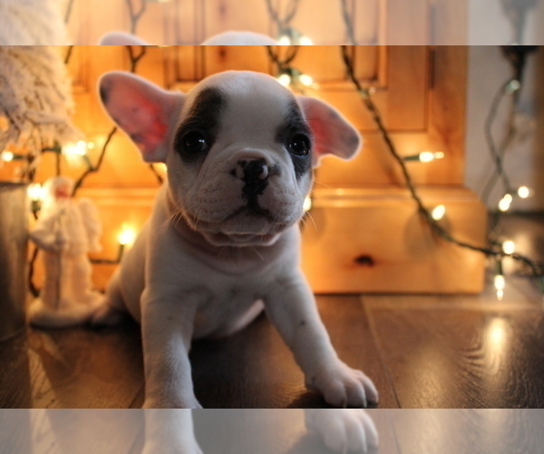 Medium Photo #6 French Bulldog Puppy For Sale in OSHKOSH, WI, USA