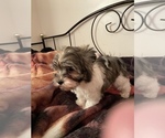 Small #3 Havanese