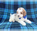 Small #4 Poodle (Miniature)