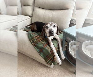 Beagle Mix Dog for Adoption in Springdale, Pennsylvania USA