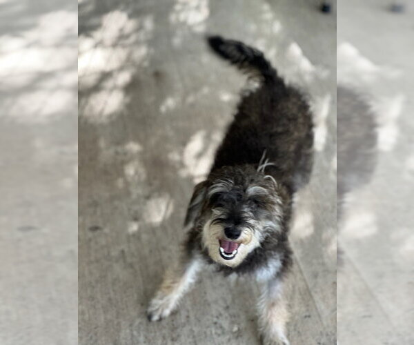 Medium Photo #3 Mutt Puppy For Sale in Oak Bluffs, MA, USA