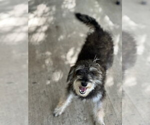 Ziggy - Male Mutt Dog for Adoption - Photo #3