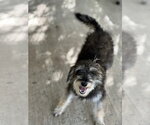 Small #2 Mutt