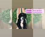 Puppy Purple Sheepadoodle