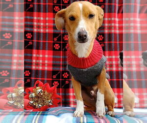Peter Brady - Male Italian Greyhound-Jack Russell Terrier Mix Dog for Adoption - Photo #5