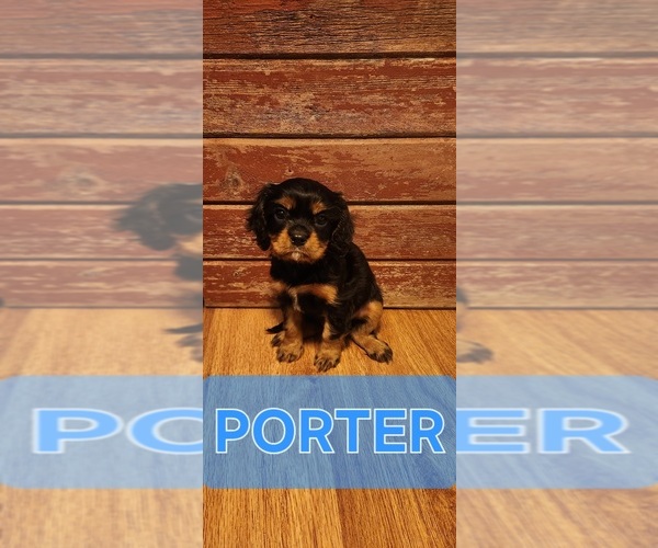 Medium Photo #4 Cavalier King Charles Spaniel Puppy For Sale in WAUKON, IA, USA