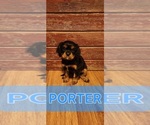Small #3 Cavalier King Charles Spaniel