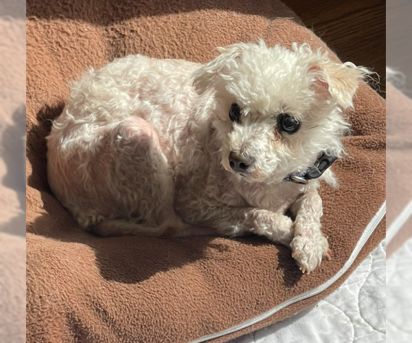 Medium Photo #7 Mutt Puppy For Sale in San Diego, CA, USA